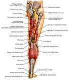 Anatomie: heup,bovenbeen,knie,onderbeen,enkel,voet,acetabulum,collum femoris,trachanter,femur,epicondyl,meniscus,kruisband,cruciate ligament,patella,knieschijf,tibia,fibula,malleolus,talus,calcaneus,tarsus,metatarsus,phalanx,falanx,quadriceps femoris,rectus femoris,sartorius,tensor fasciae latae,tractus iliotibialis,biceps femoris,gastrocnemius,semimembranosus,semitendinosus,soleus,suralis,vena saphena parva,vena saphena magna,sciatic,ischiadicus,peronea